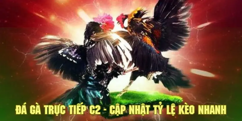 Đá Gà Trực Tiếp C2 - Khám Phá Sân Chơi Cá Cược Đặc Sắc 3 Hội viên sẽ được cập nhật các tỷ lệ kèo tham gia đá gà chính xác