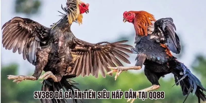 SV388 Đá Gà QQ88 - Sảnh Chọi Kê Trực Tuyến Siêu Hấp Dẫn 1 SV388 Đá Gà ăn tiền siêu hấp dẫn tại QQ88