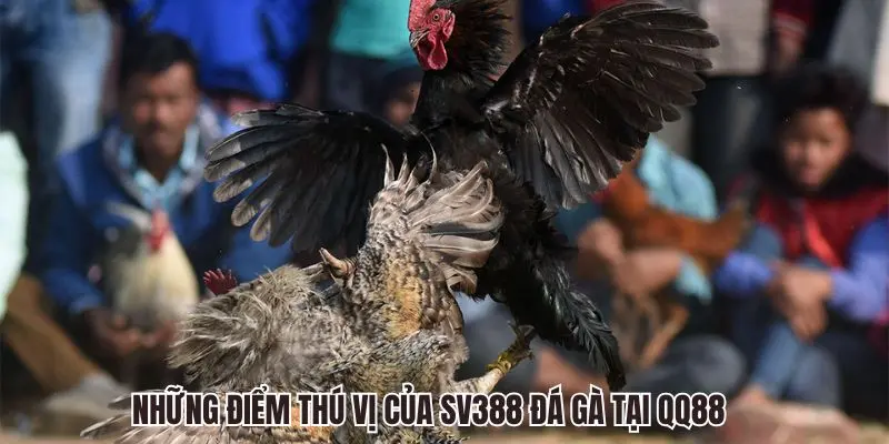SV388 Đá Gà QQ88 - Sảnh Chọi Kê Trực Tuyến Siêu Hấp Dẫn 2 Những điểm thú vị của SV388 Đá Gà tại QQ88