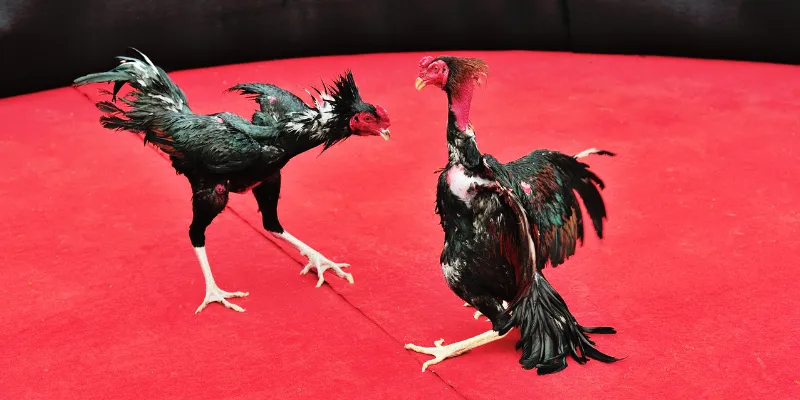 Trực Tiếp Đá Gà C3 - Đấu Trường Kịch Tính Bậc Nhất Tại QQ88 1 Trực tiếp Đá Gà C3 mang đến những trận đấu đỉnh cao